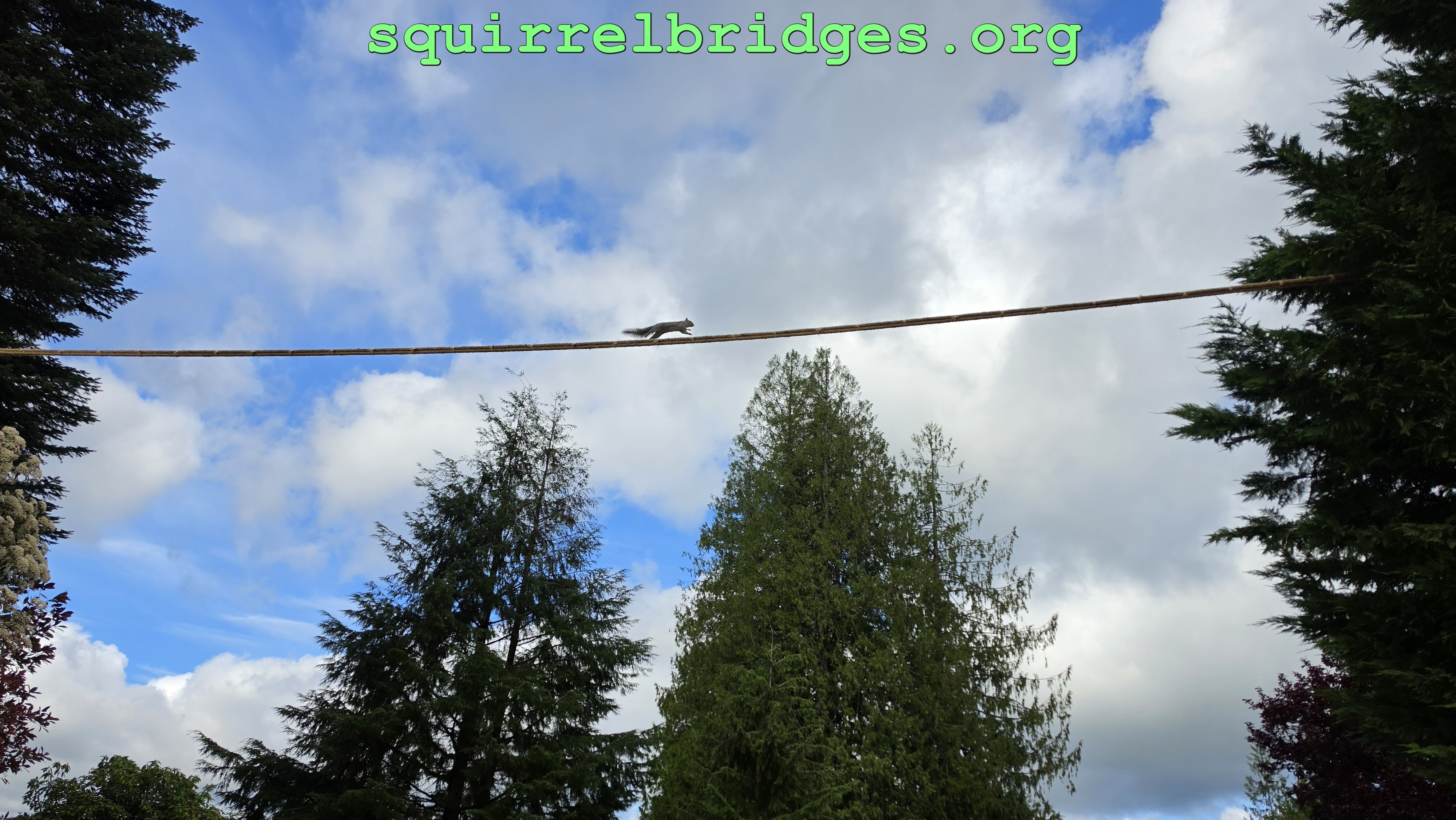 a squirrel crossing using the bridge