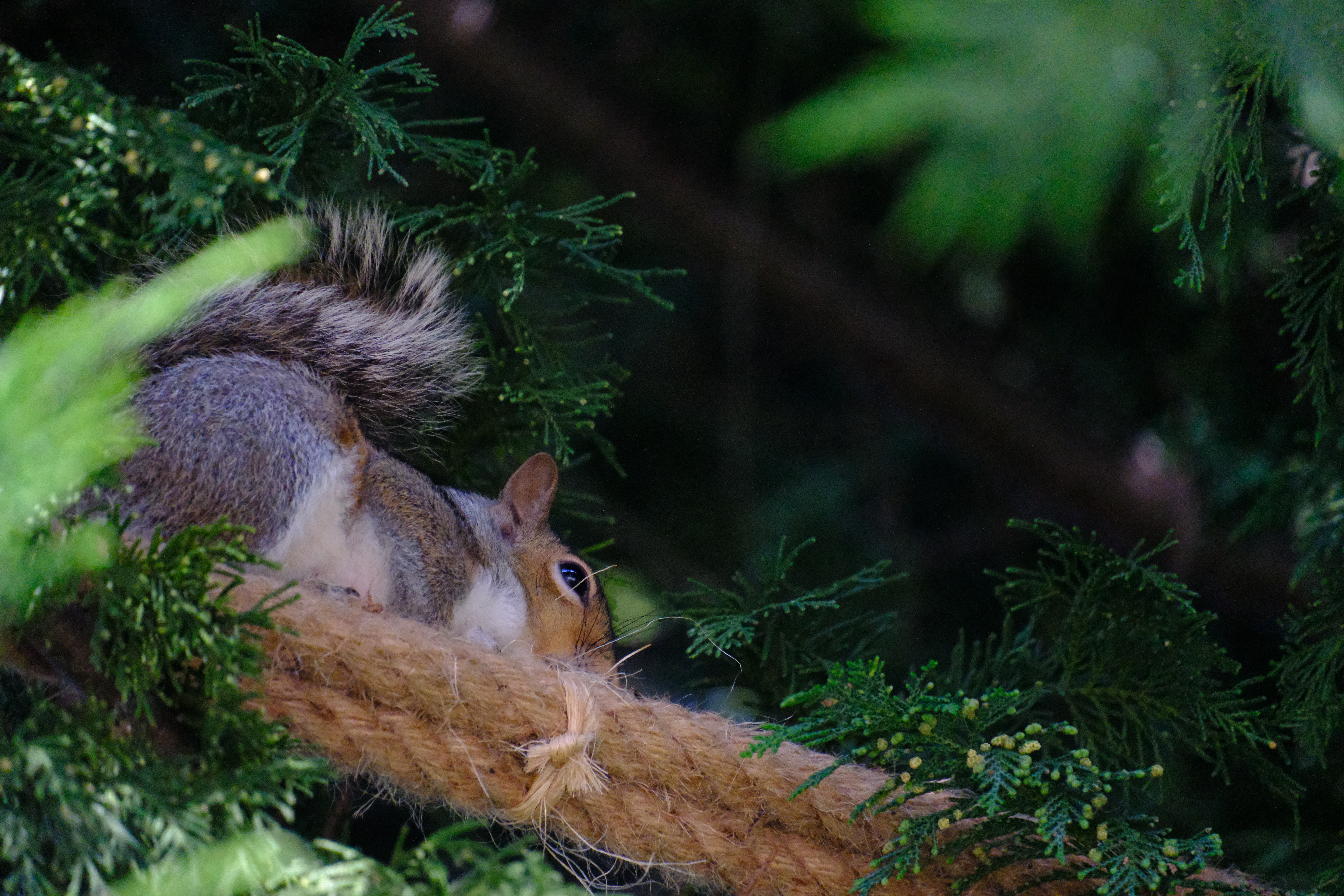 squirrel napping on the north end of the bridge