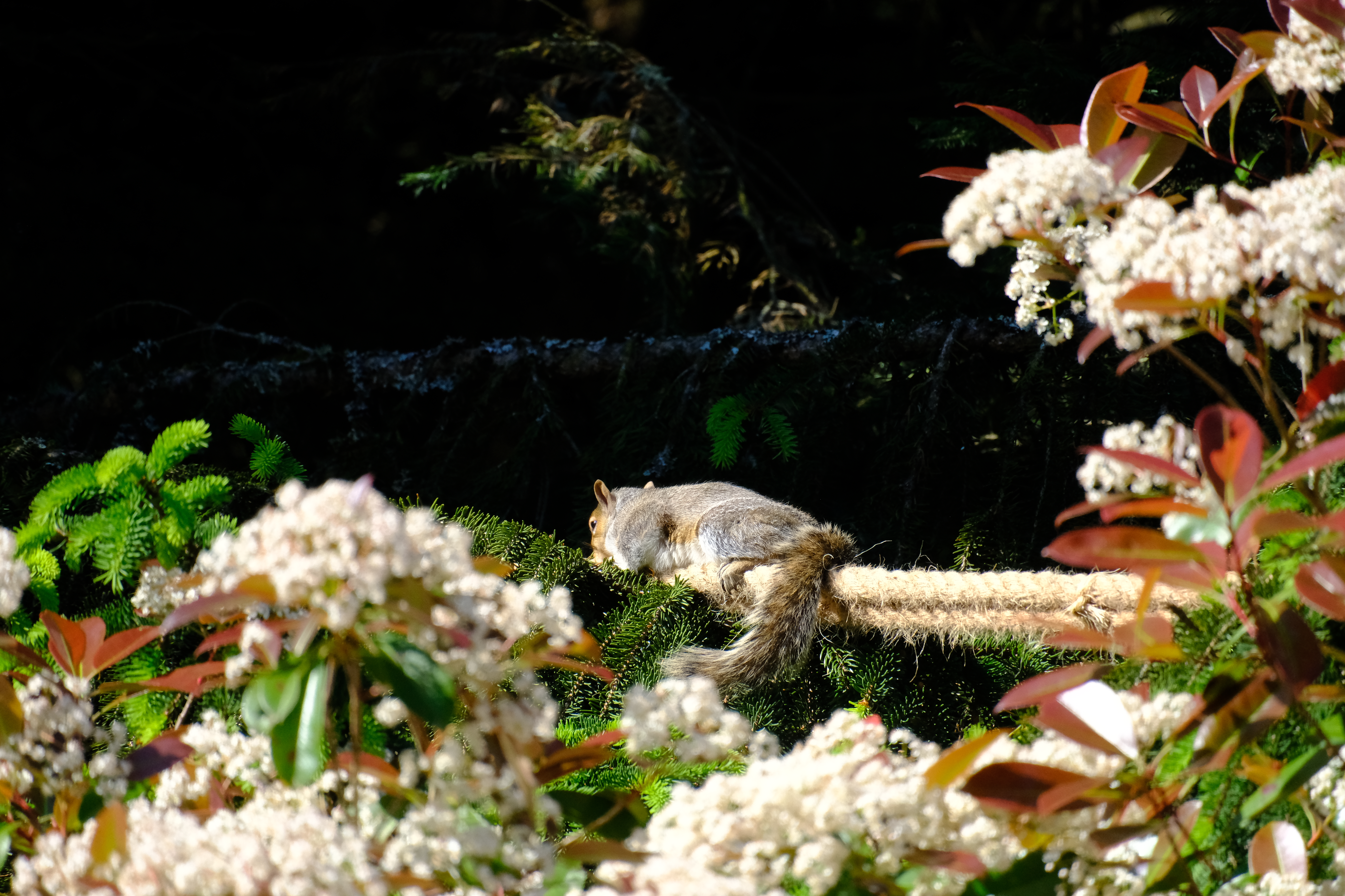 squirrel napping on the south end of the bridge